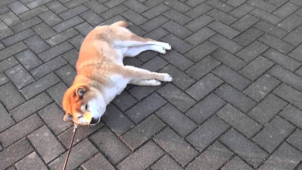 Упрямая сиба ину