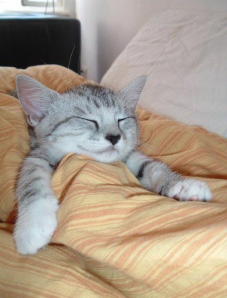 Спящий кот