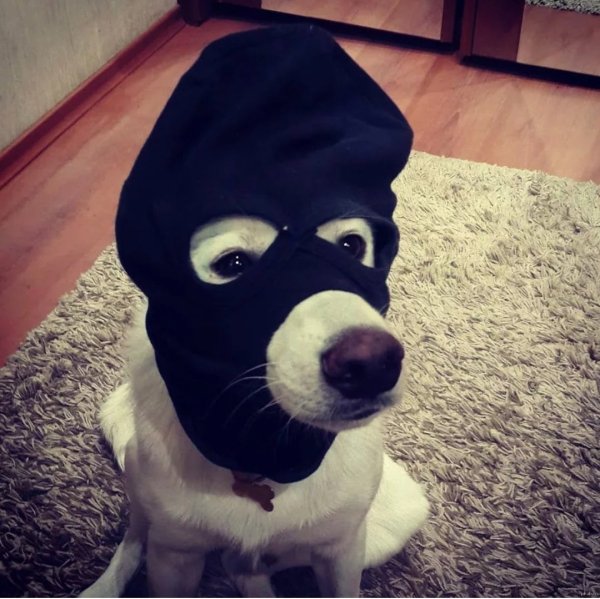 Собака бандит