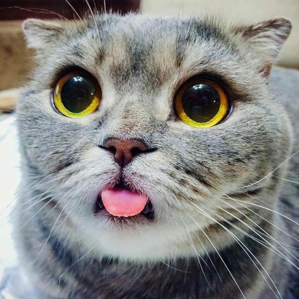 Кот с выпученными глазами