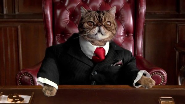 Кот в пиджаке