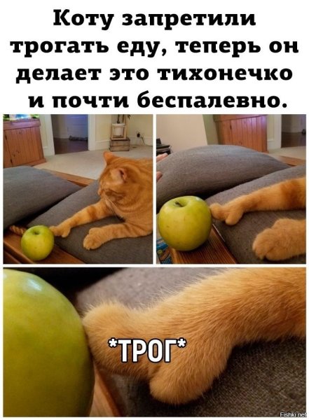 Котики для поднятия настроения