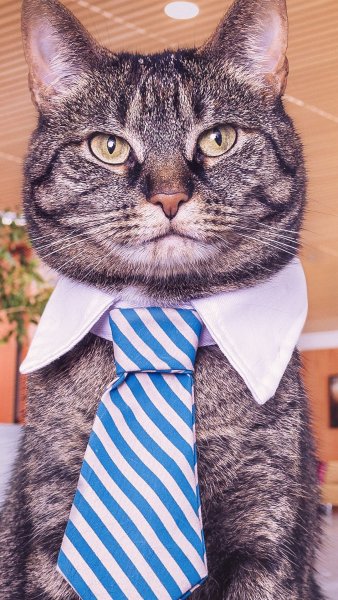 Кот в галстуке