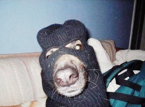 Маска собаки