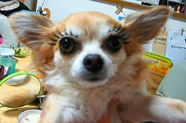 Чихуахуа с макияжем