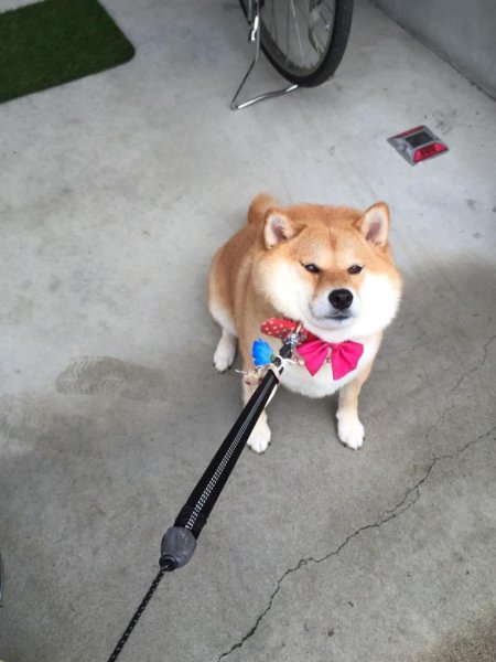 Ошейник для сиба ину