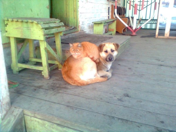 Шутки про рыжих