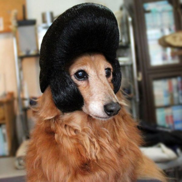 Собака в парике