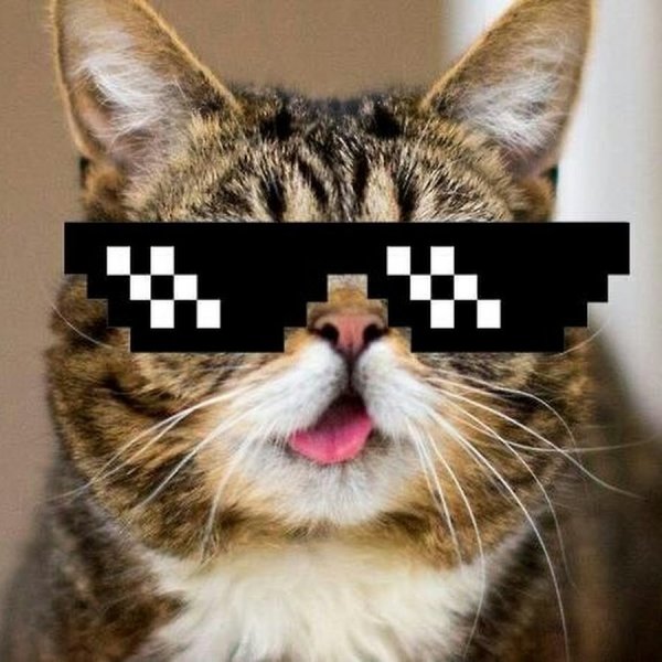 Кот в очках