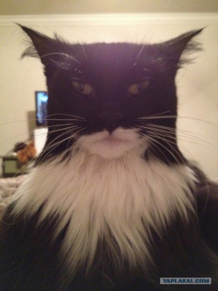 Угарные котики