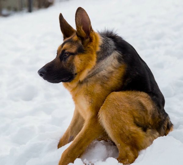 Немецкая овчарка Квазимодо