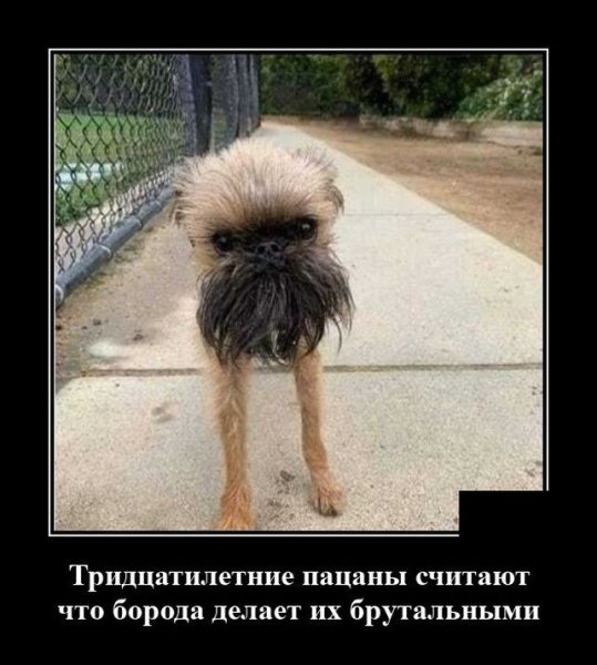 Брутальные собаки приколы