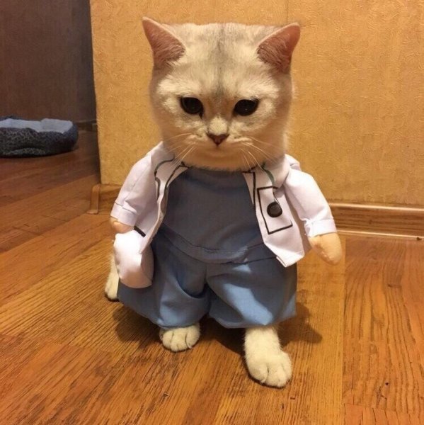 Котик в костюме врача