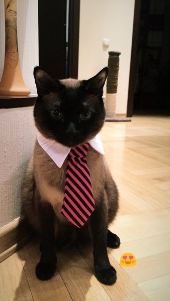 Кот в костюме с галстуком
