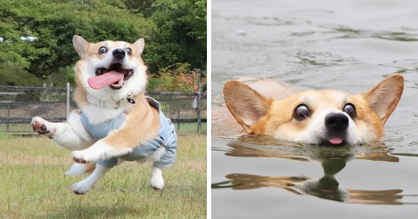 Веселый корги