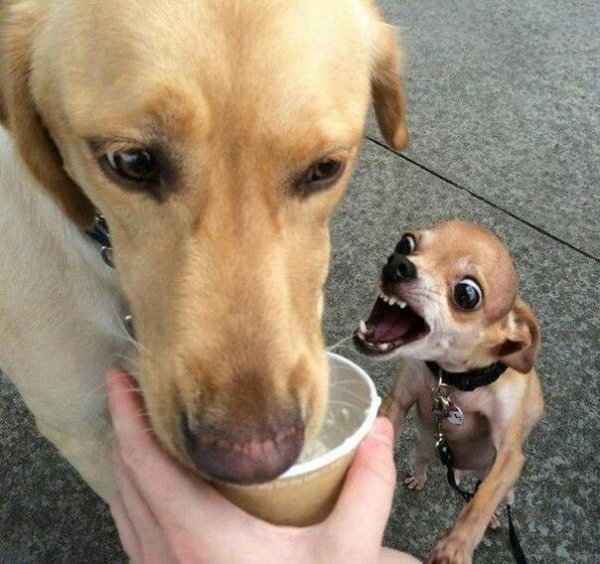 Лающие собаки прикол