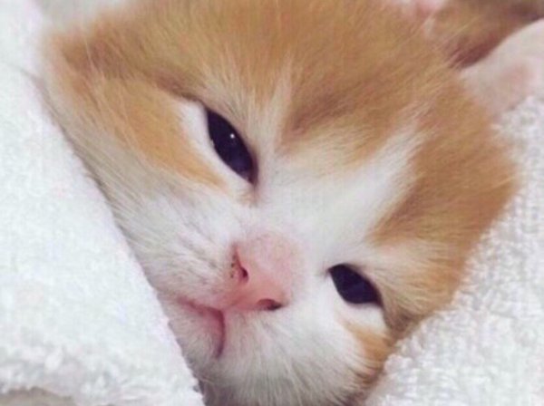 Милый котенок пикча