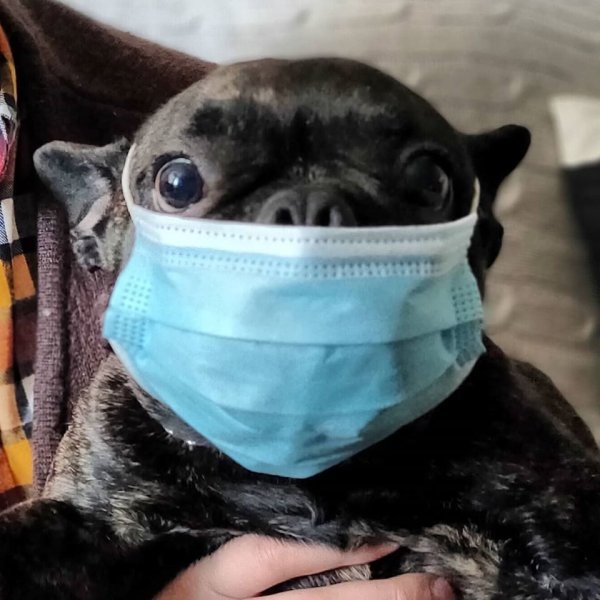 Маски. Собачка