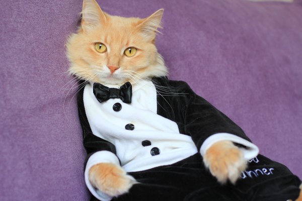 Костюм рыжего кота