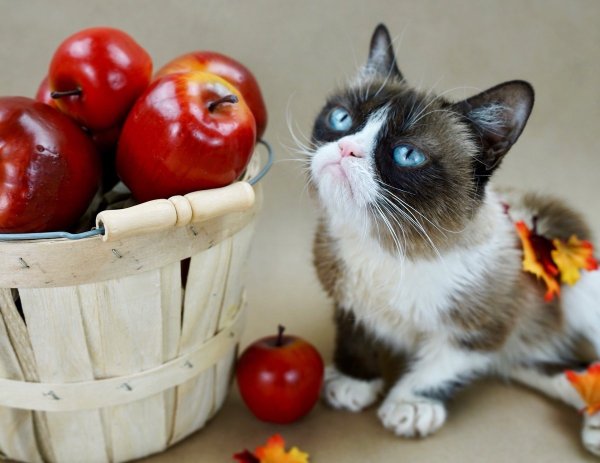 Яблоки и коты