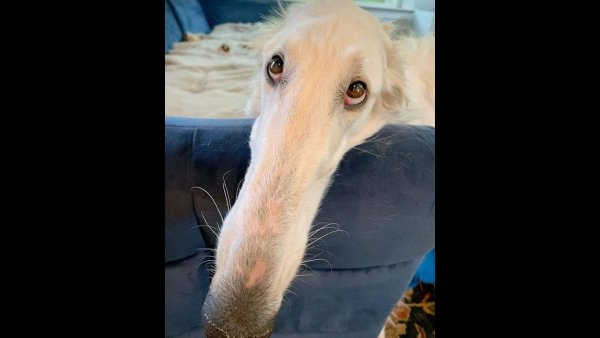 Русская псовая борзая нос