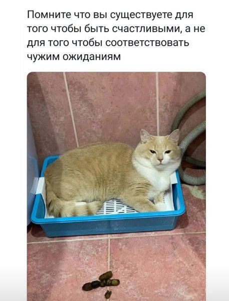Кошачий лоток юмор