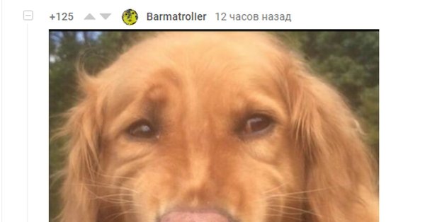 Собака начальник смешные фото