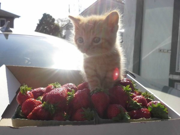 Котенок с клубникой