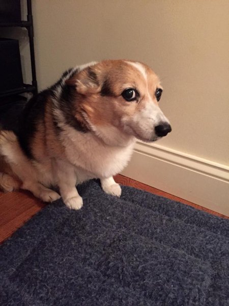 Собака смущается