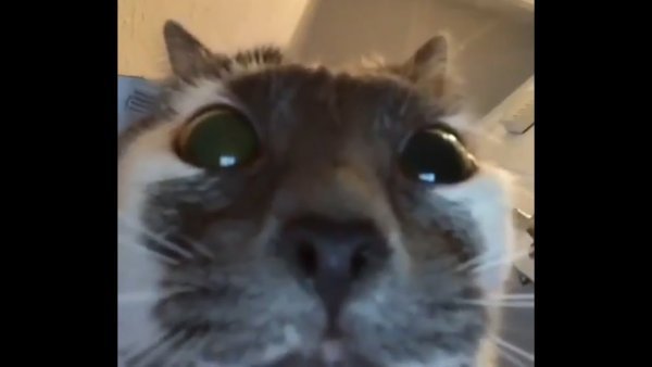 Кот глядит в камеру