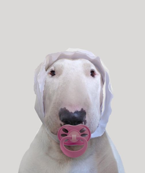 Джимми Чу бультерьер