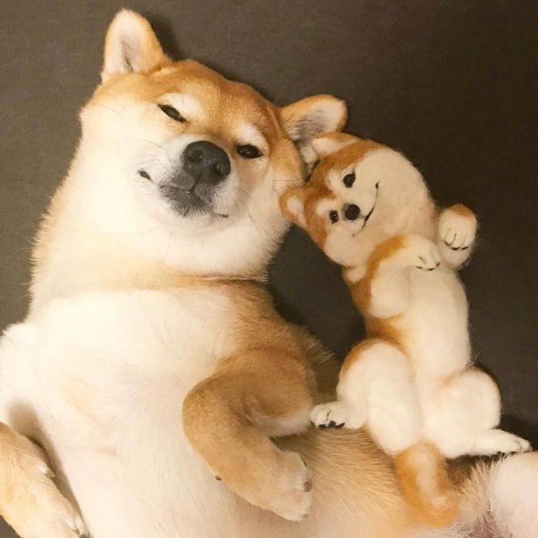 Акита и сиба ину