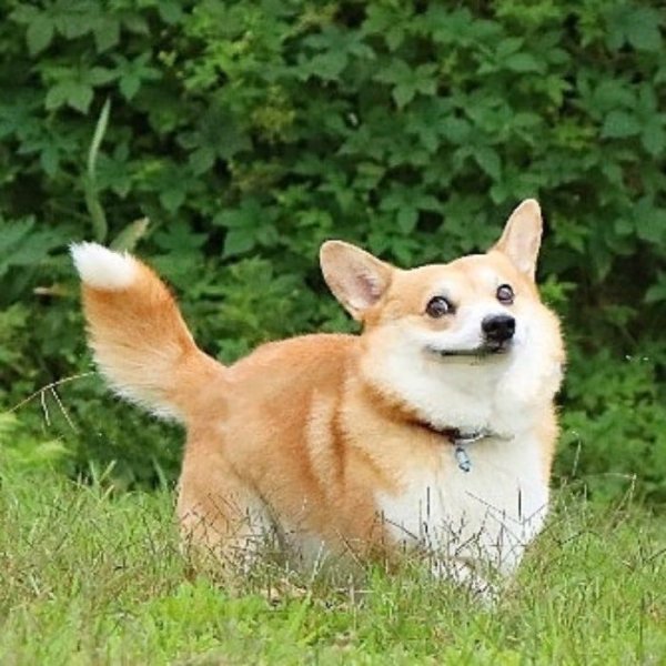 С собакой корги