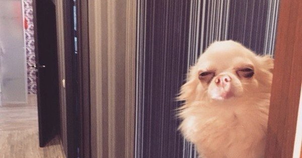 Подозрительный взгляд собаки