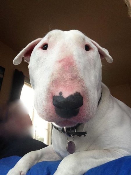 Собака с большой мордой