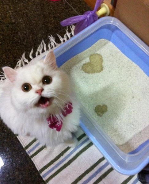 Милые котята с надписями