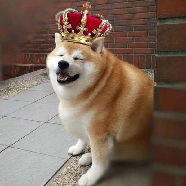 Doge собака порода
