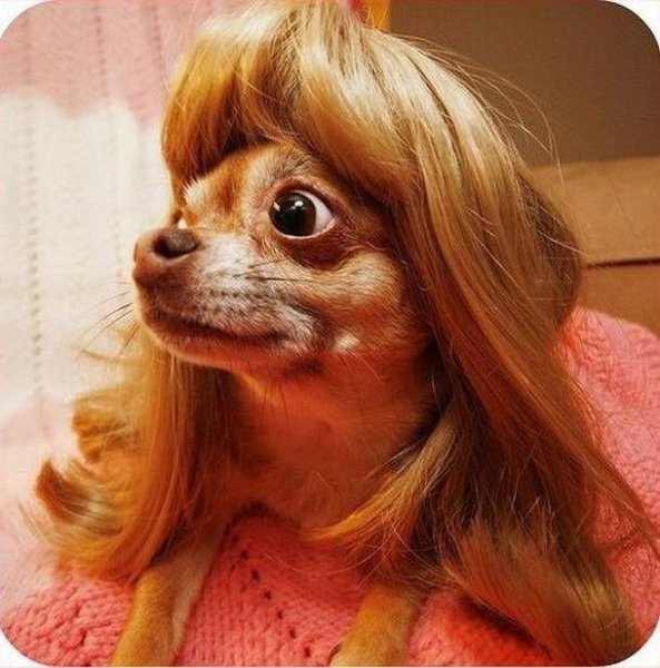 Смешная собака в парике