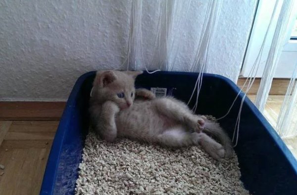 Кошка в лотке смешная