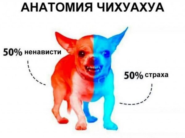 Собака страх ненависть