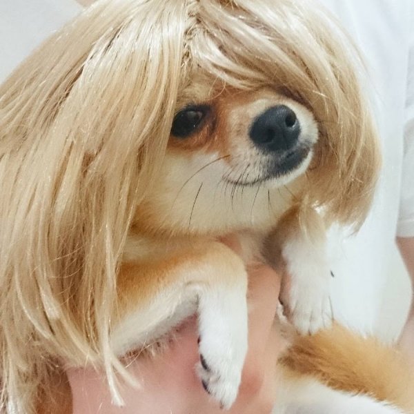 Собака в парике каре