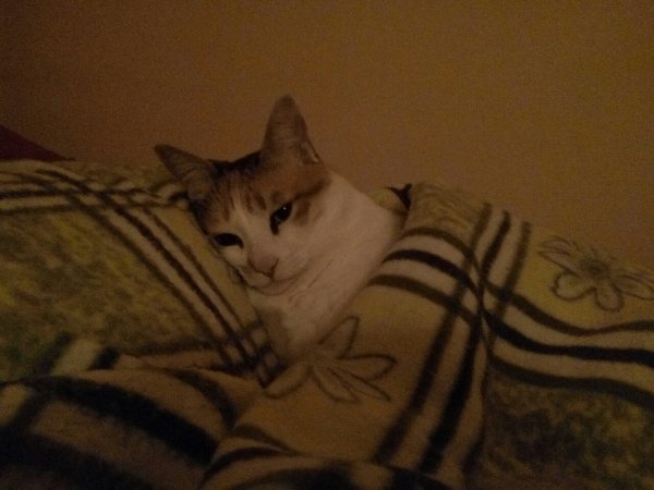 Спящий кот Мем