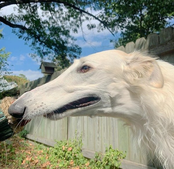 Псовая борзая с длинной мордой