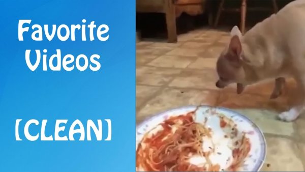 Псы едят макароны