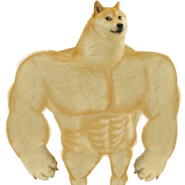 Сиба ину доги