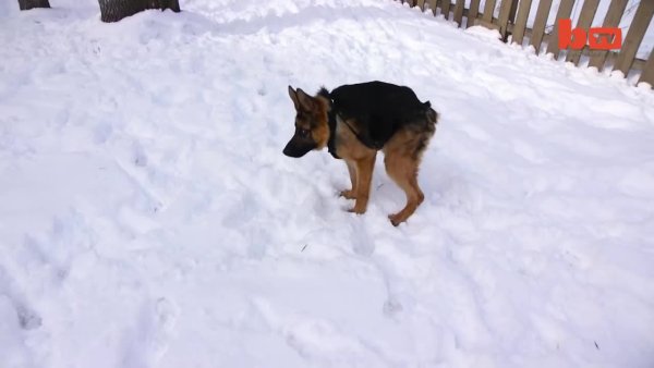 Собака сутулая немецкая овчарка