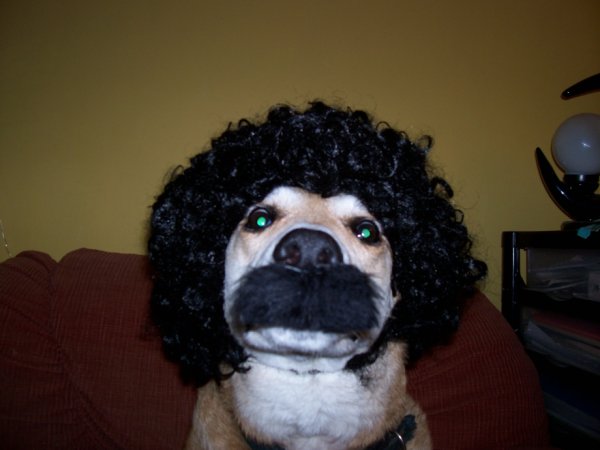 Собака в парике