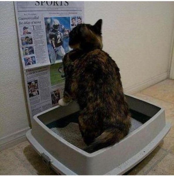 Кошачий лоток прикол