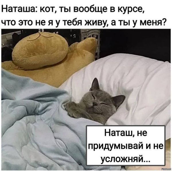Наташа и коты