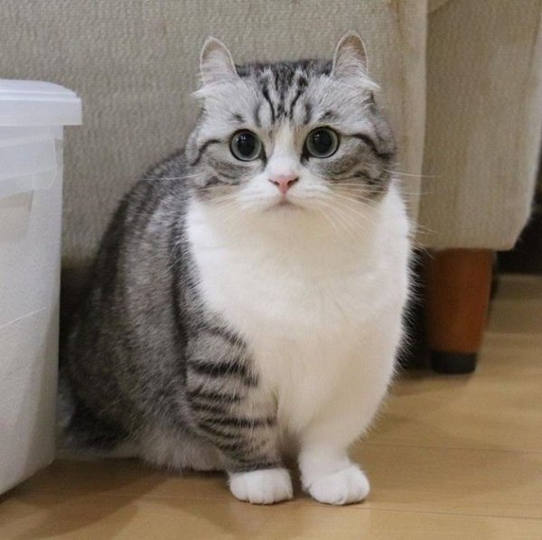 Munchkin Komaru кот